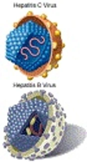 Elimination and Control of Viral Hepatitis B and C Infections Possible With Greater Attention to High Risk Groups